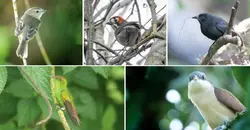 Aves endémicas de CR