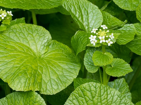 本物のワサビとその魅力