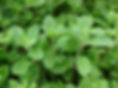 1314988-2816x2112-desktop-hd-marjoram-wallpaper.jpg