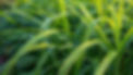 —Pngtree—lemon grass plant green leaf_15461504.png