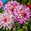 Thumbnail: Dahlias