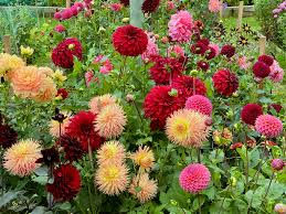 Thumbnail: Dahlias