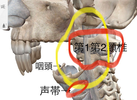 【声は何故どうやって身体中に共鳴するのか】