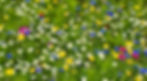 garden flowers.jpg