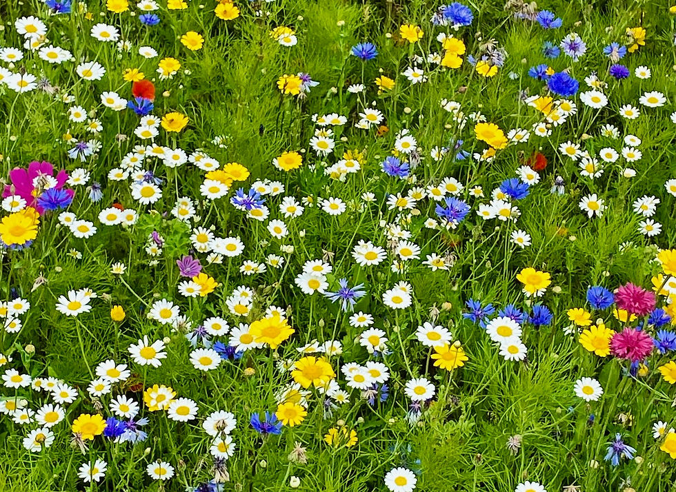 garden flowers.jpg