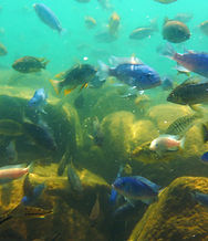 Cape Maclear -Thumbi Island snorkeling3.jpg