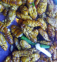 Bugs12 - Grubs.jpg