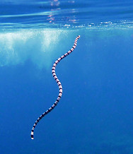 Atauro Island - Silver banded Krate2.jpg