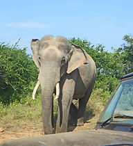 Yala - Elephants 2.jpg