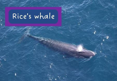 Rice's Whale