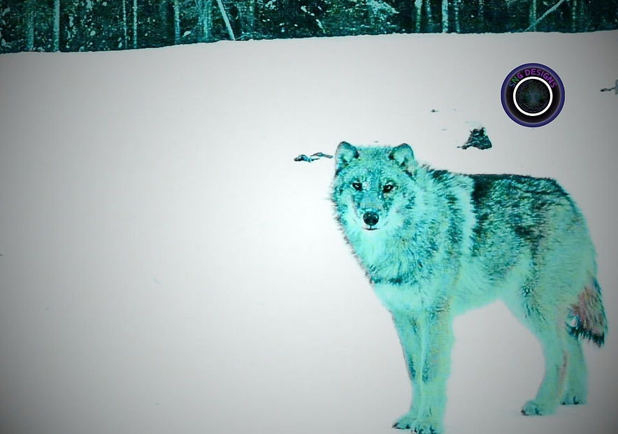 wolf art photography