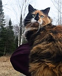 cute cat hiking