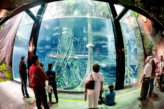 Acuario.jpg