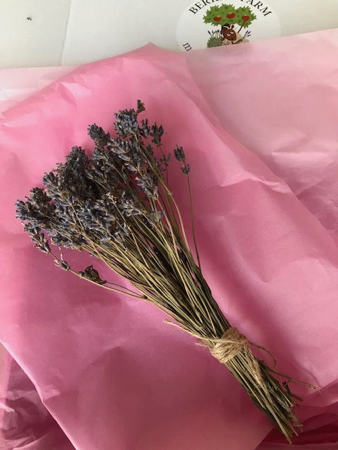 Thumbnail: One Munstead Dried Lavender tied bundle - Classic English mid length stem
