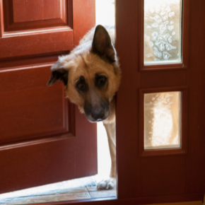 Northlands' tips on reducing separation anxiety in dogs