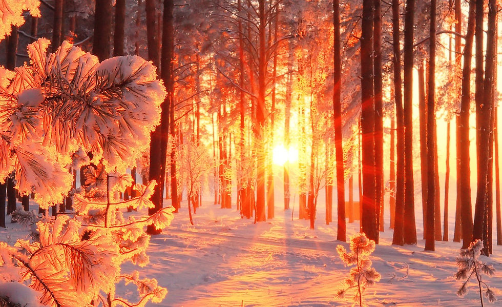 Wintersonnenwende im Wald