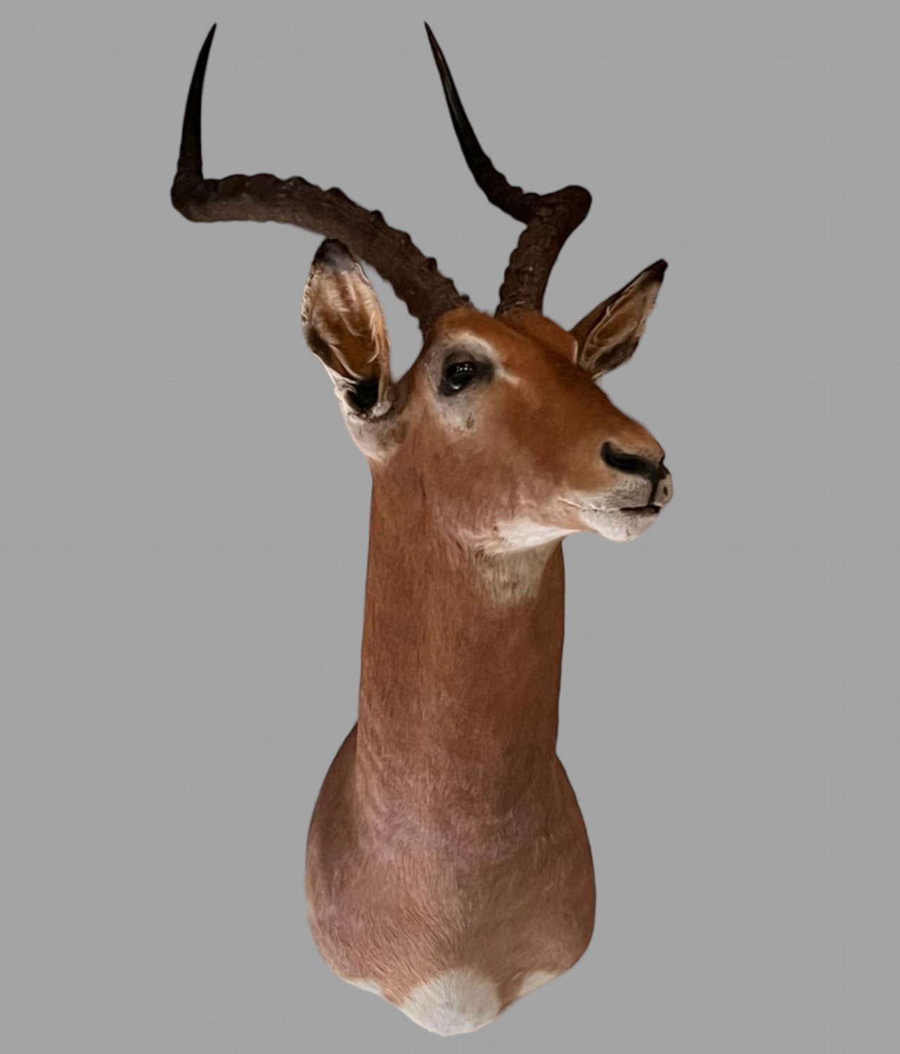 Mid-Century 1960's African Impala Taxidermy Head and Shoulder Wall Mount