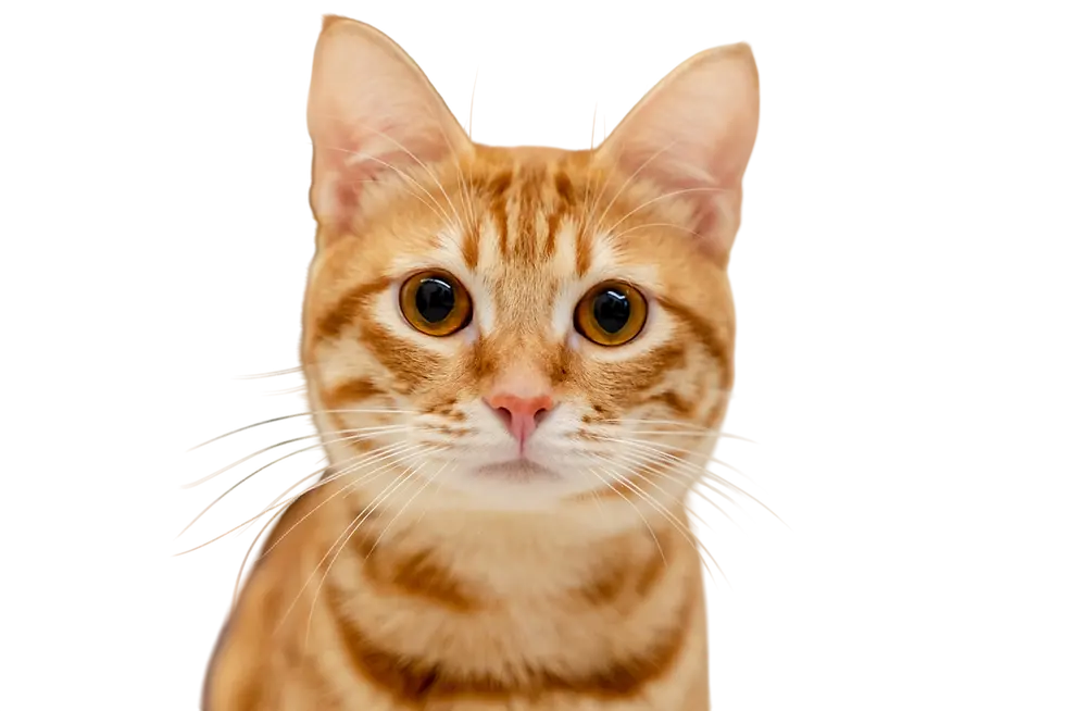 Curious Cat_remove-background.webp