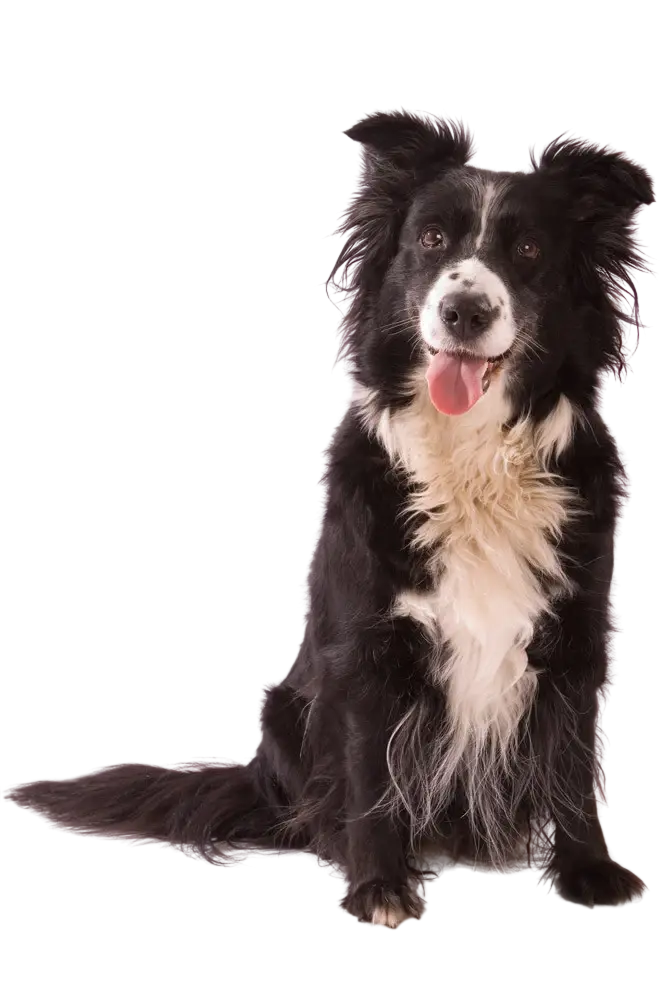 Black And White Dog