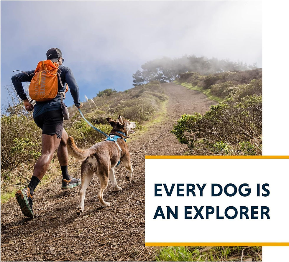 Thumbnail: Ruffwear, Hi & Light, Everyday Lightweight Dog Harness, Trail Running, Walking,