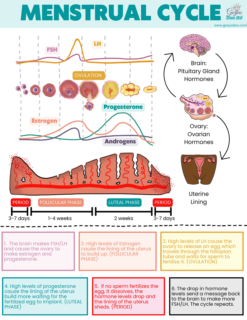 Thumbnail: Menstrual Health | Individual Handout