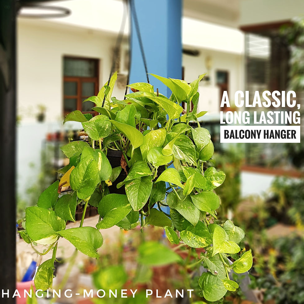 Hanging - Money Plant