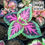 Thumbnail: Coleus (with/ without pot)