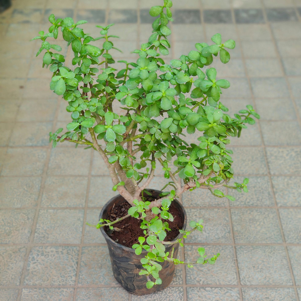 Thumbnail: Dwarf Jade/ Elephant Bush/ African Jade (with 5 inch pot)