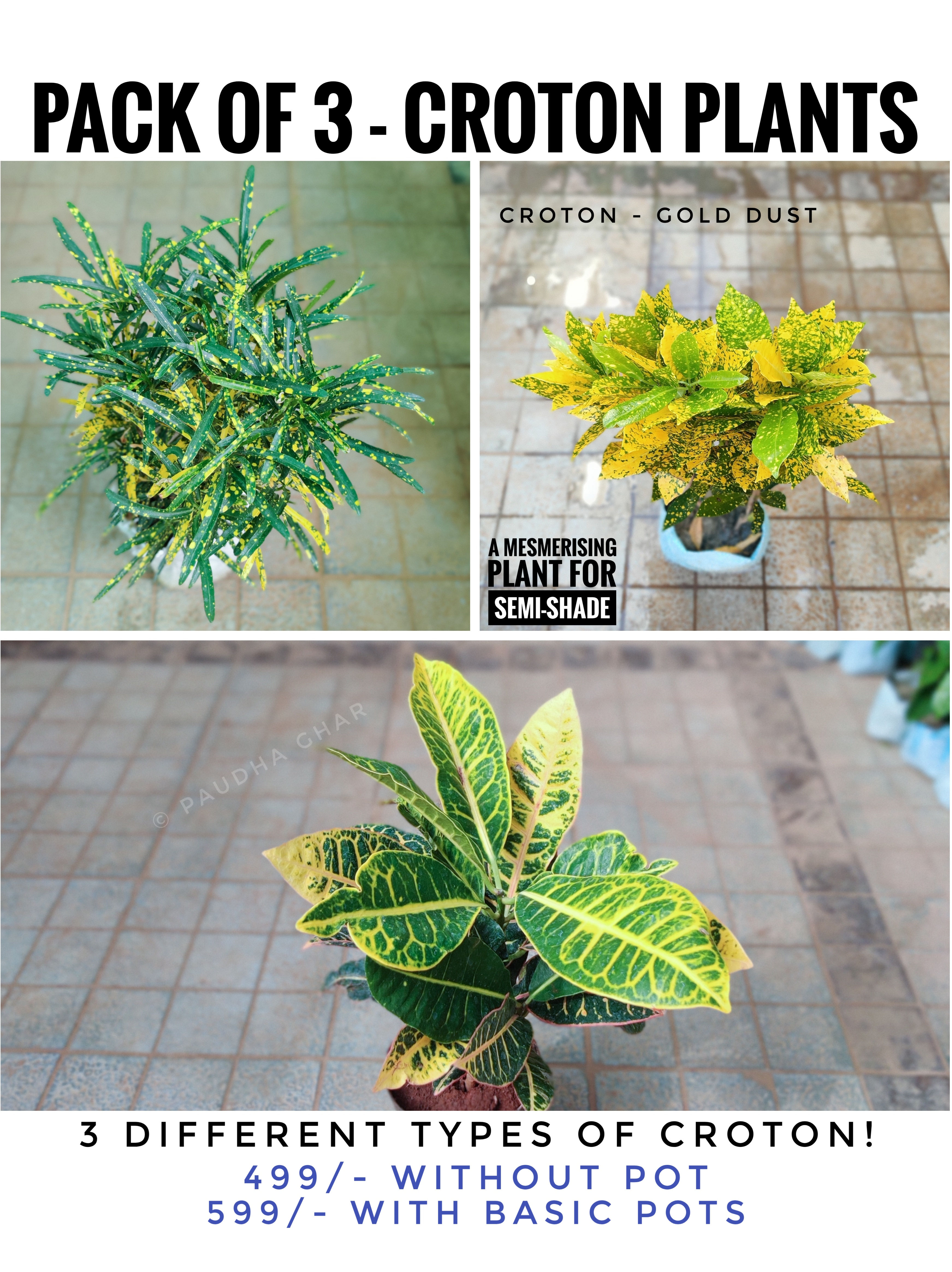 Pack of 3 - Croton Plants (with/without pot)