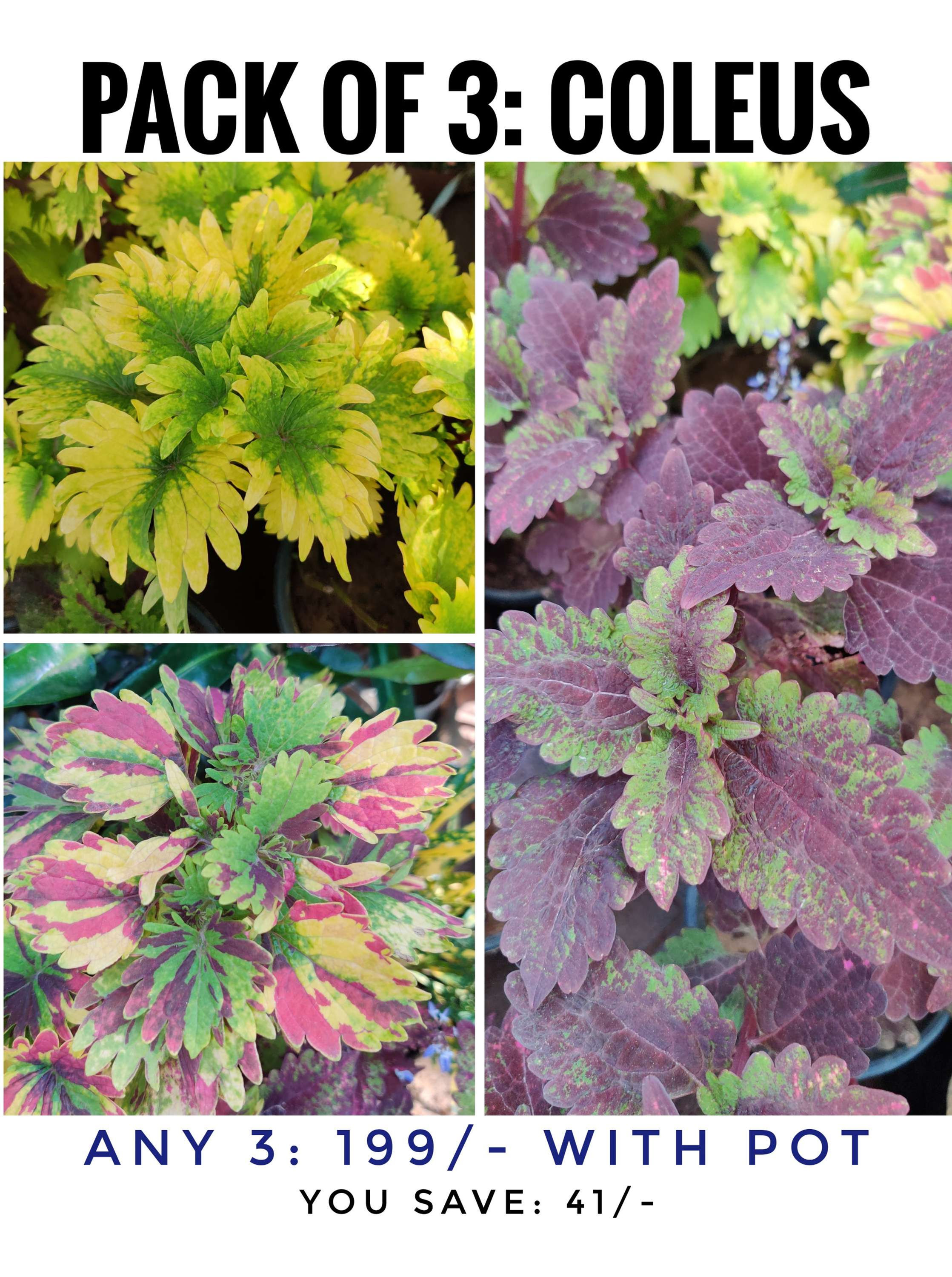 Pack of 3 : Coleus Plants (with pots)