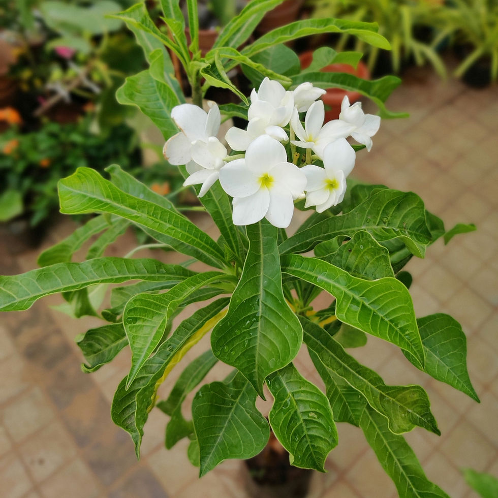 Thumbnail: Naag Champa/Plumeria Pudica (height 4 feet, with/without pot)