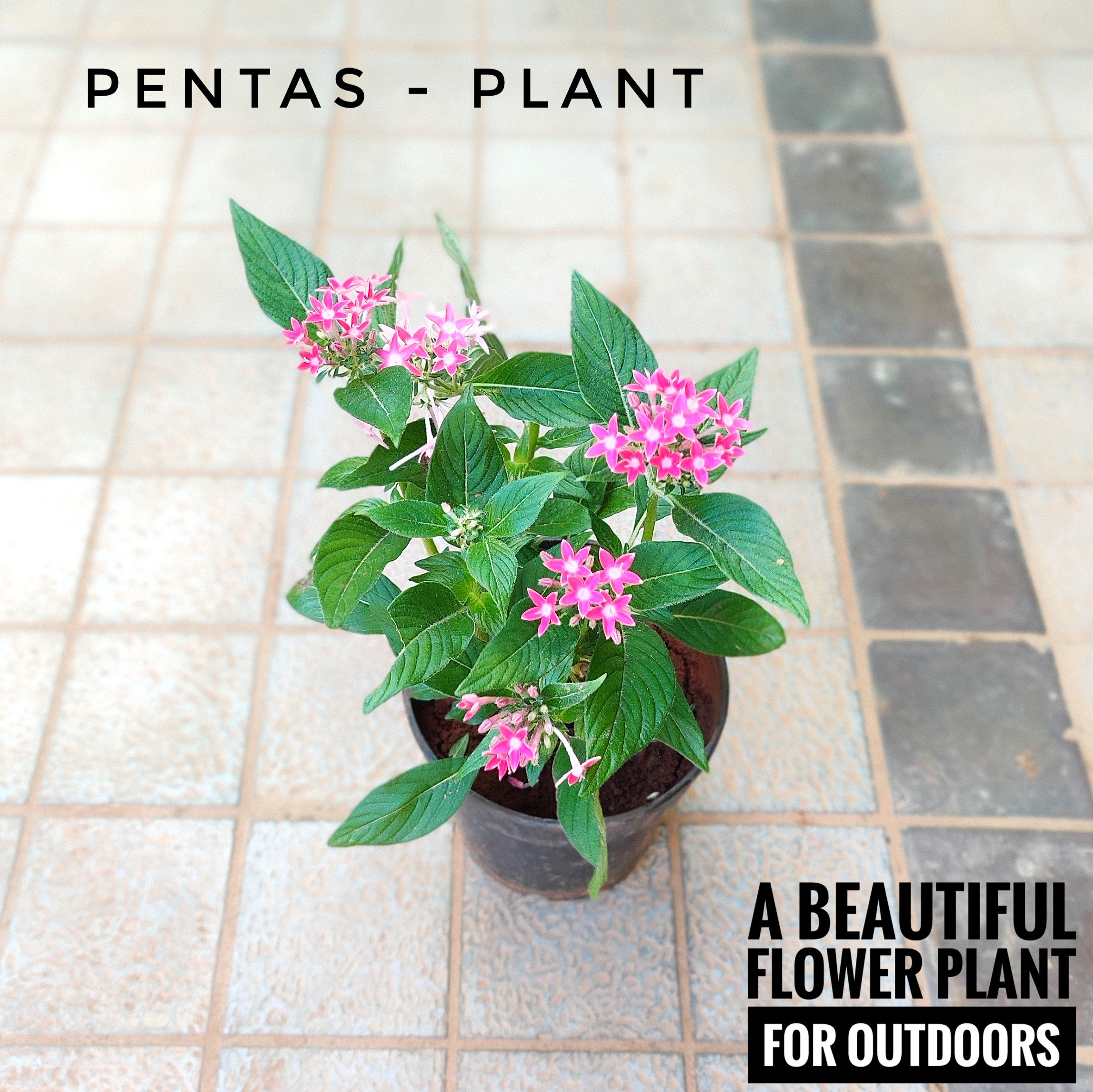 Pentas Plant (with 5 inch pot)