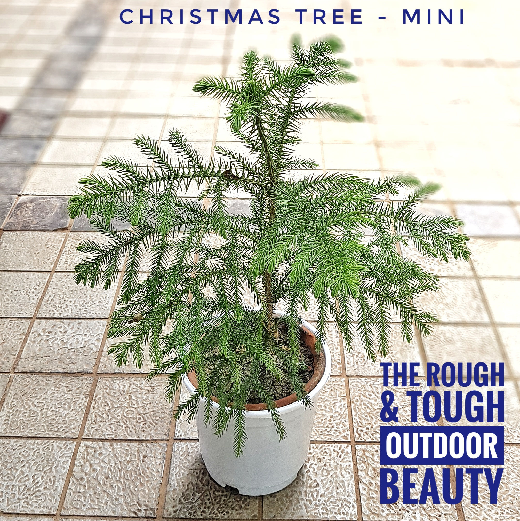 Christmas Tree(small, without pot)