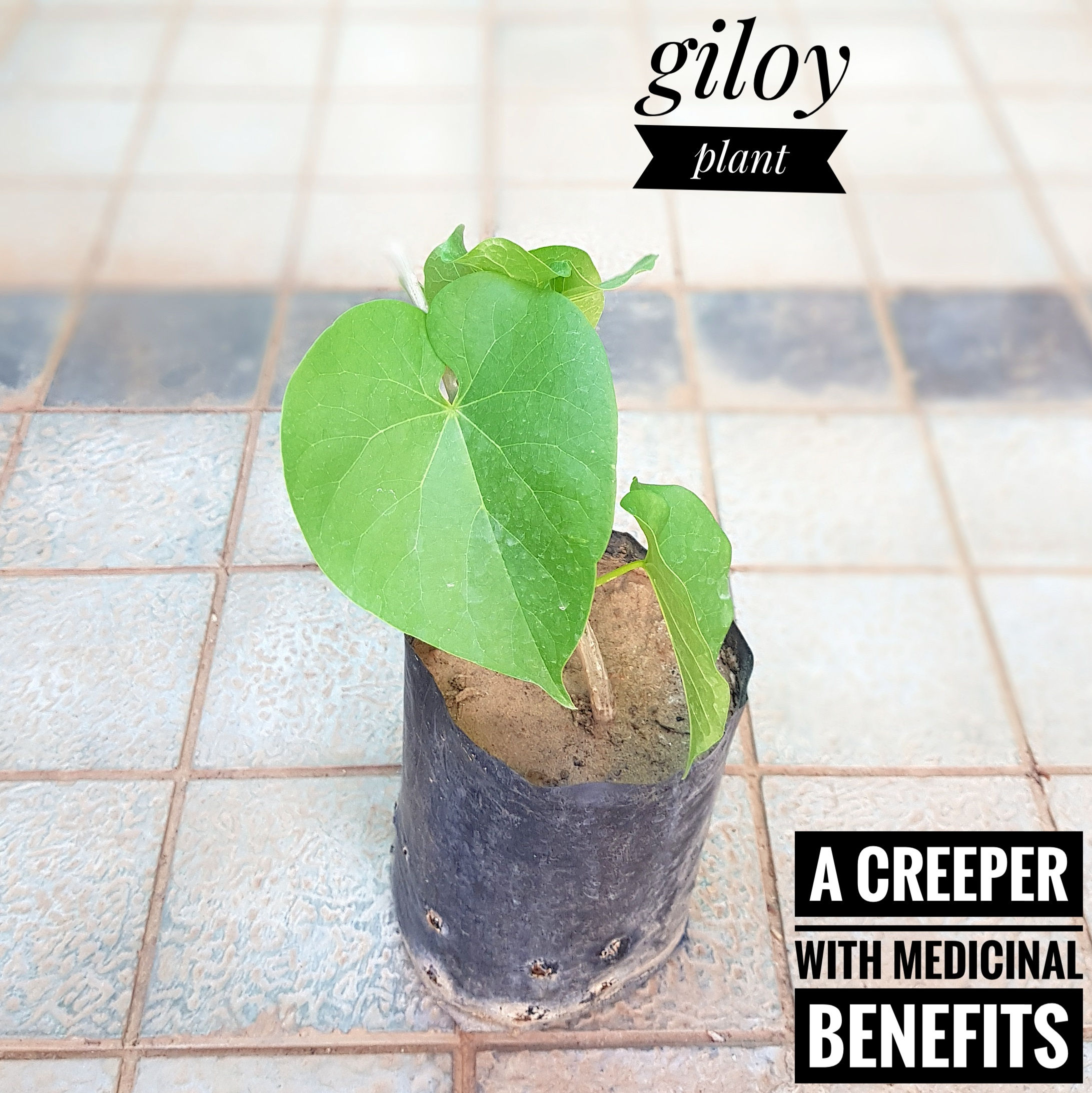 Giloy Plant (with/ without pot)