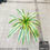 Thumbnail: Dracena - Victoria (with/ without pot)