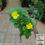 Thumbnail: Allamanda Creeper (with pot)