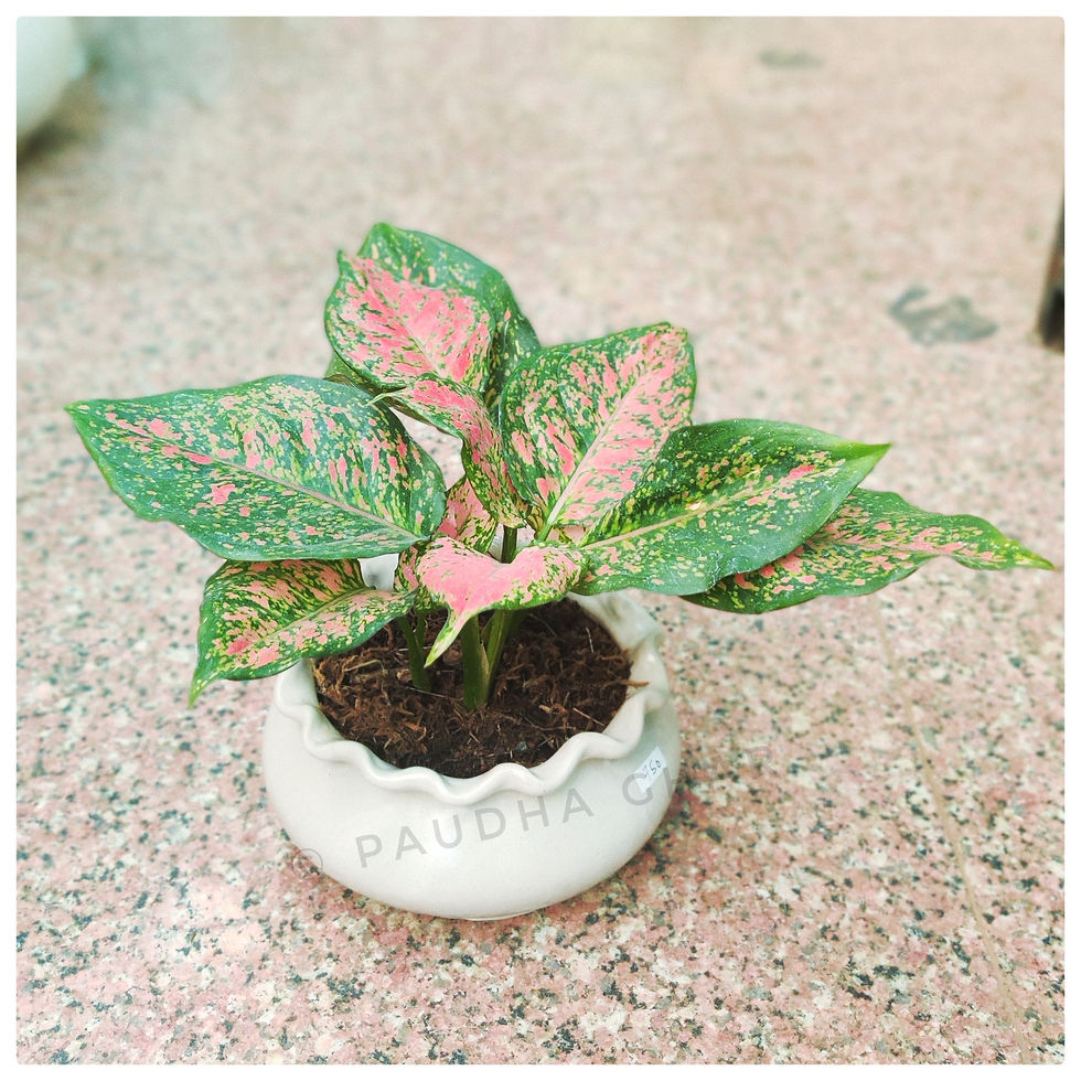 Aglaonema Katrina in Handi Ceramic Pot