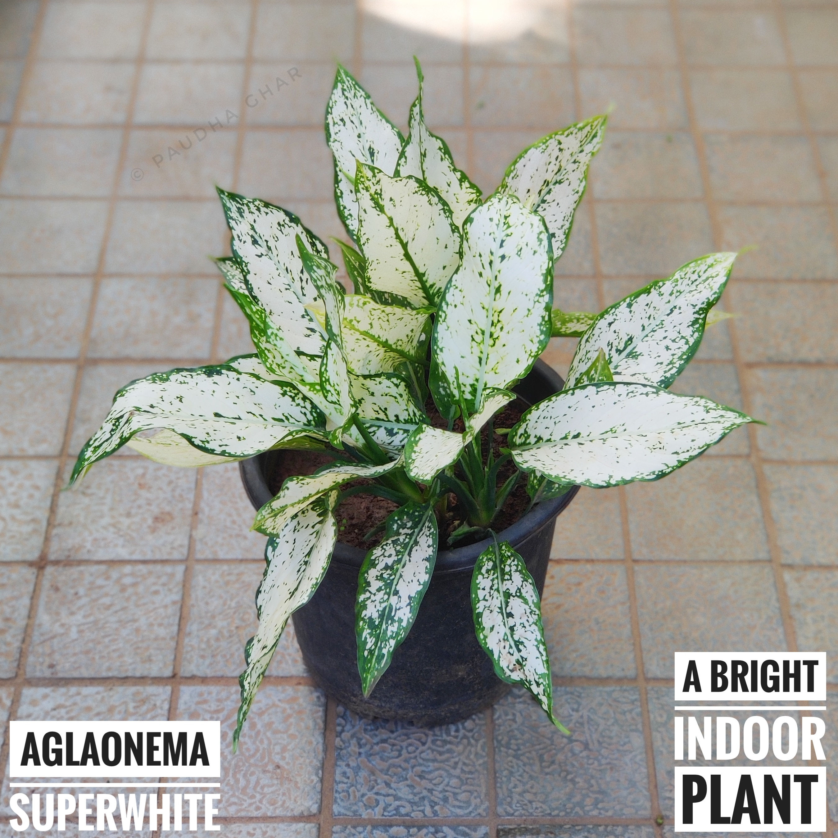 Aglaonema Super White - Siam Paragon (with 10 inch pot)