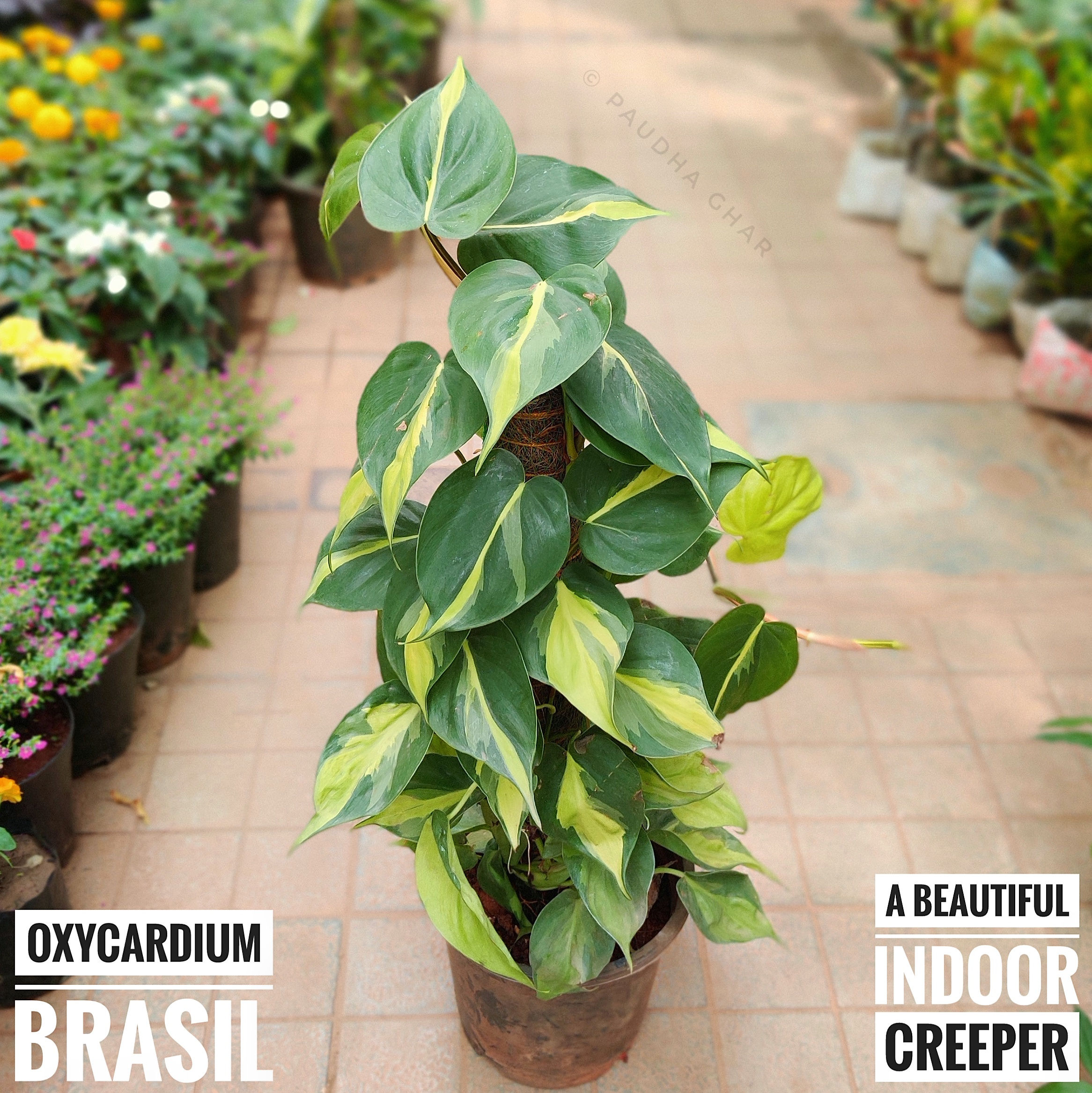 Oxycardium Brasil - Variegated (with 8 inch pot & moss stick)