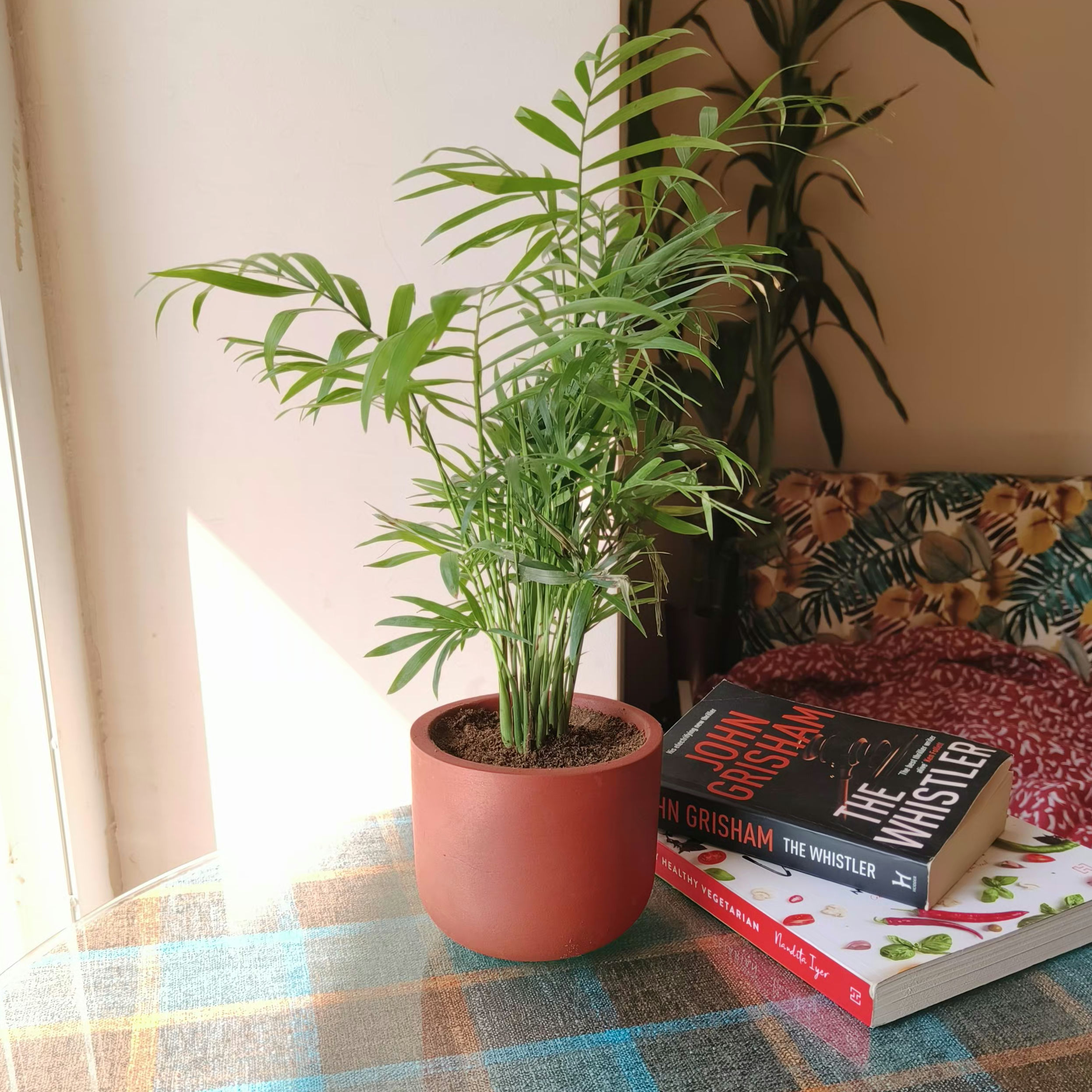 Table Palm in Mud pot