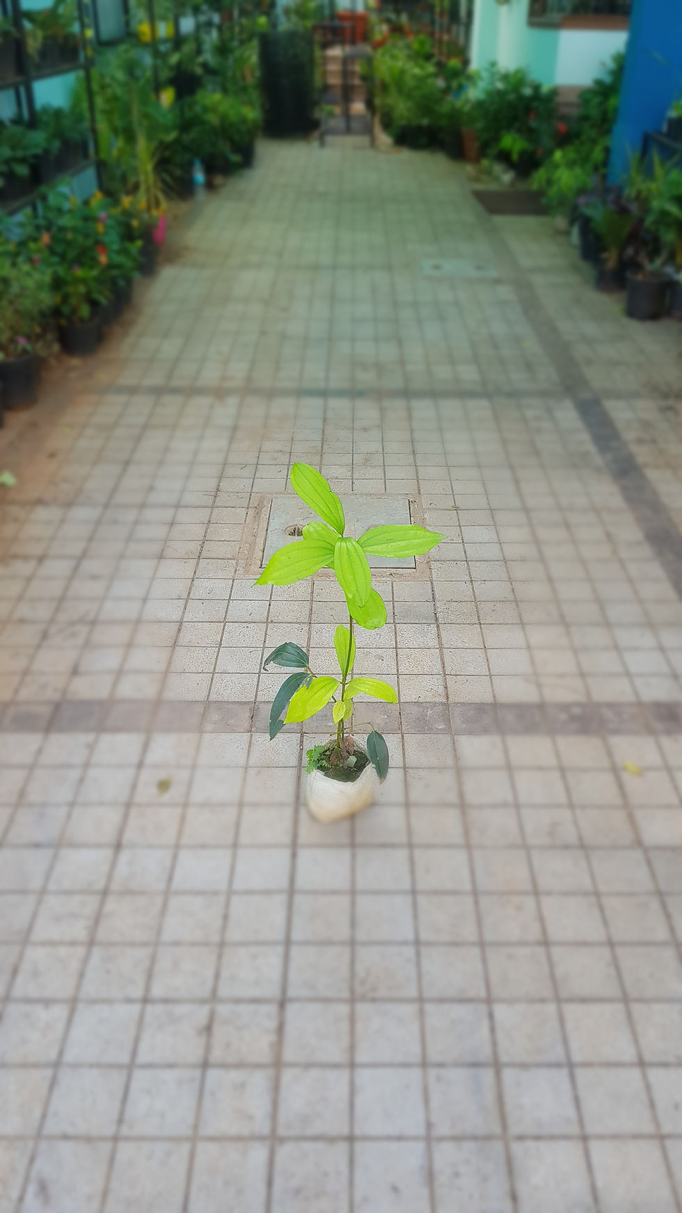 Thumbnail: Cinnamon/Dal-Chinni Plant(with pot-8inch)