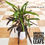 Thumbnail: Croton- Black
