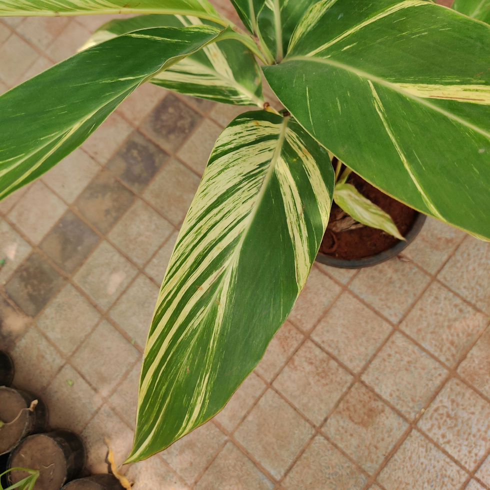 Thumbnail: Alpinia Variegated (with pot options)