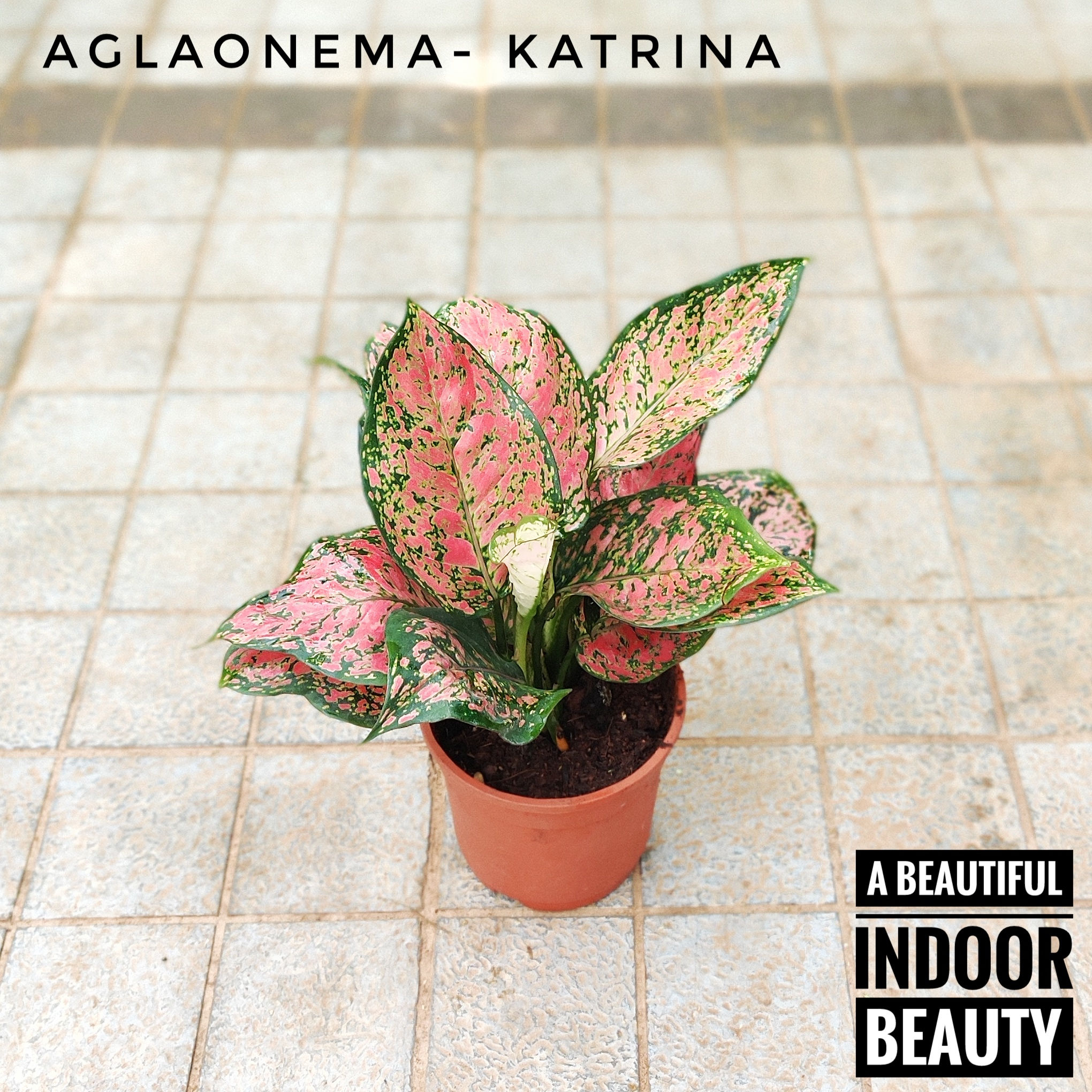 Aglaonema- Katrina (with pot)