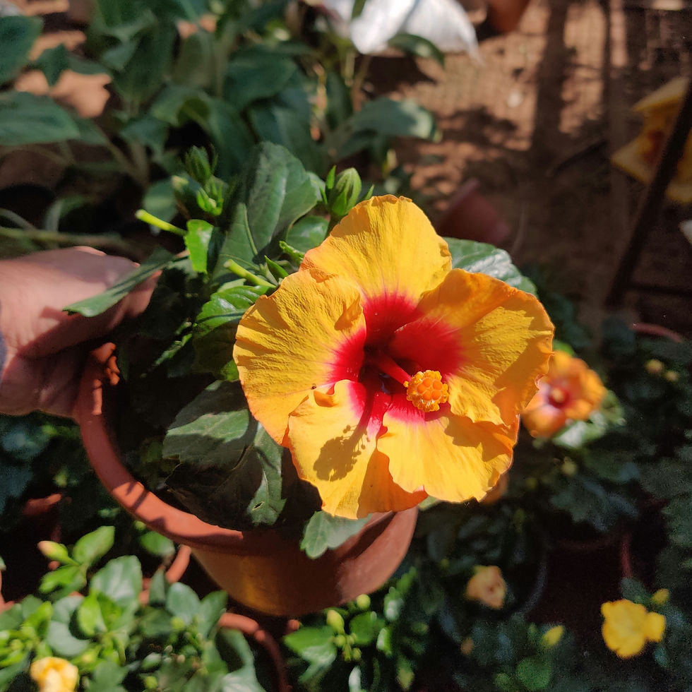 Thumbnail: Gudhel/Hibiscus Dwarf (with pot options, 4-5 buds in each)