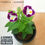 Thumbnail: Torenia - Summer (with pot)