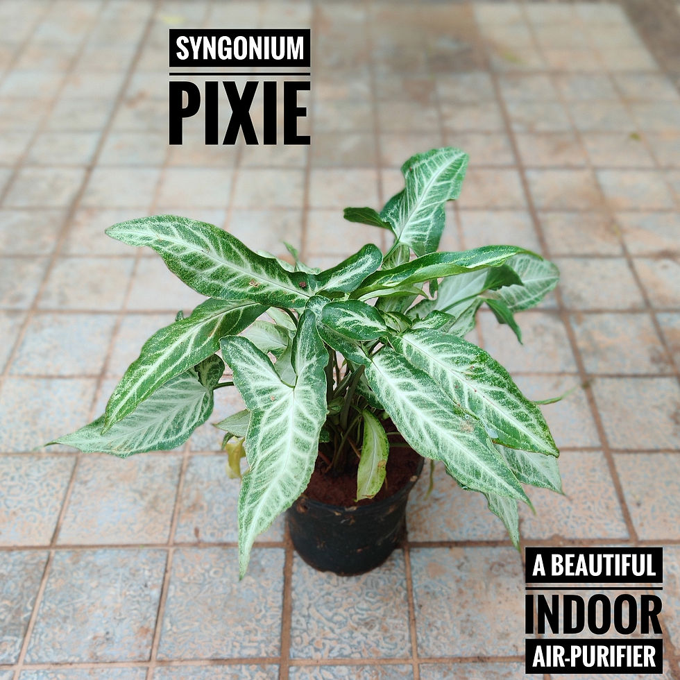 Thumbnail: Combo - Pack of 3 - Indoor - Air Purifiers (with pot)