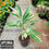 Thumbnail: Alpinia Variegated (with pot options)