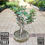 Thumbnail: Ficus Bonsai Tree (with tray, 2 sizes)