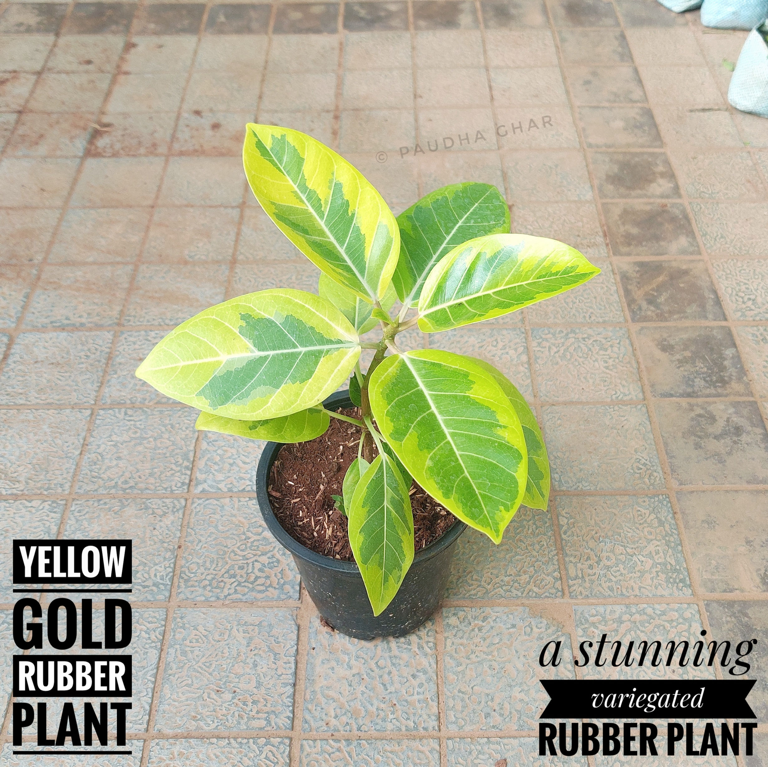 Yellow Rubber Plant - Variegated (with pot)